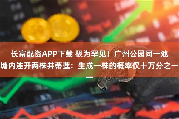 长富配资APP下载 极为罕见！广州公园同一池塘内连开两株并蒂莲：生成一株的概率仅十万分之一
