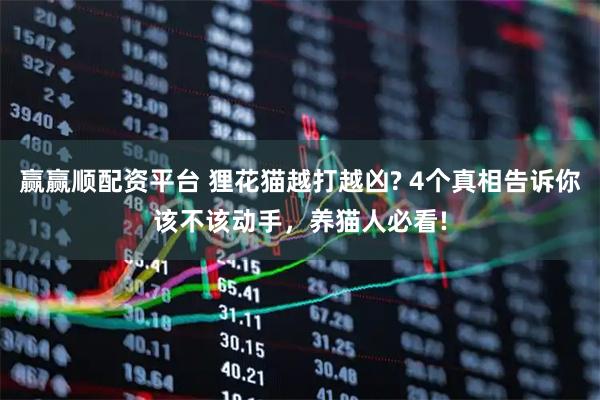 赢赢顺配资平台 狸花猫越打越凶? 4个真相告诉你该不该动手，养猫人必看!